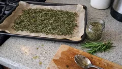 Biberiyeyi evde küflenmeden kurutmanın 3 yolu: askıda, örtüde ve fırında